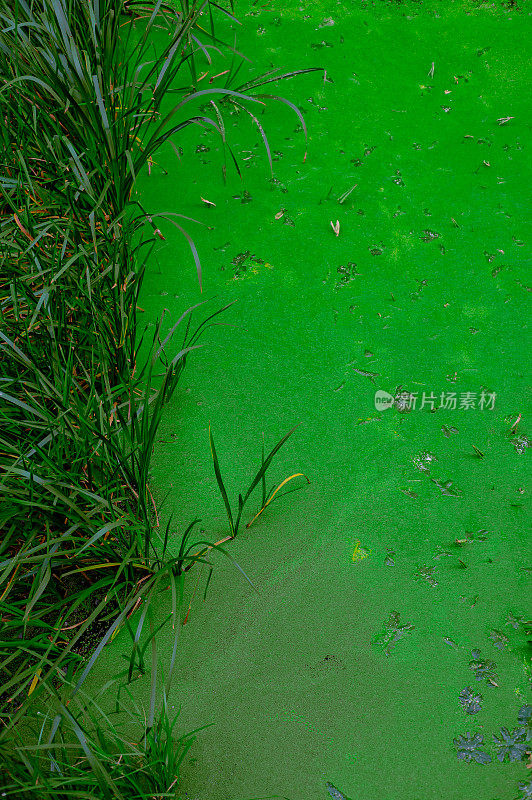 沼泽和草绿藻漂浮在水面上