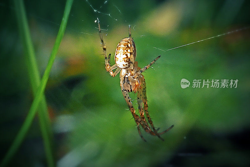 小花园蜘蛛