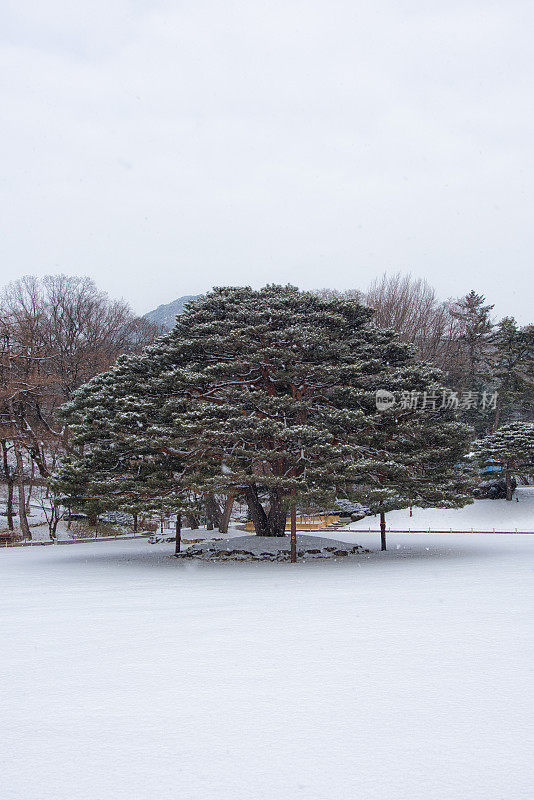 雪松