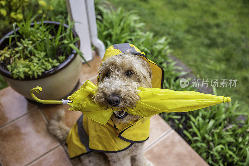 雨天金毛犬散步