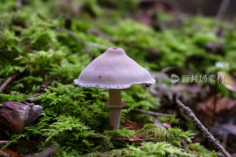 囊皮草，又名珍珠粉，是一种长着绿色苔藓的野生蘑菇。