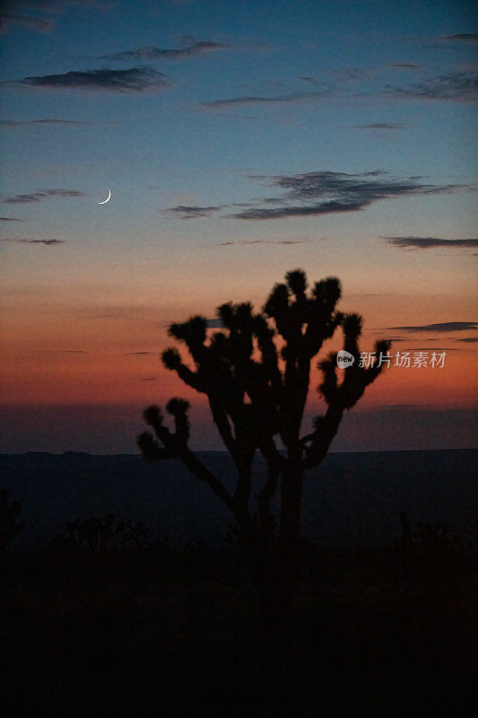 莫哈韦国家保护区的约书亚树剪影和日落时的月亮