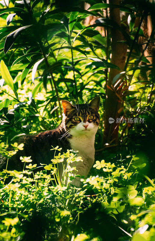 花园中的虎斑猫