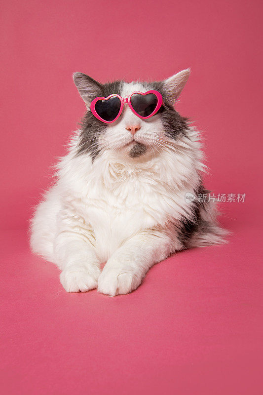 粉色心形酷猫太阳镜