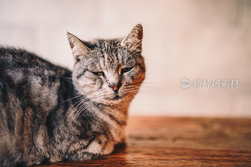 近距离的家猫享受和放松的太阳股票照片