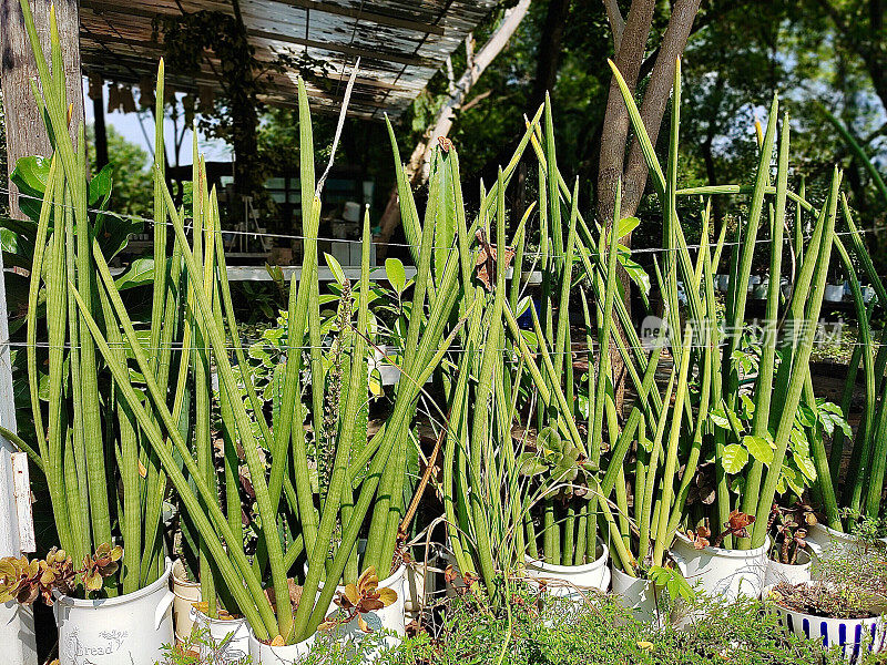 绿色园林中的桑属植物装饰