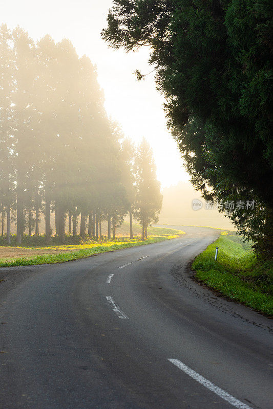 弯弯曲曲的道路穿过森林，早晨的阳光穿过雾