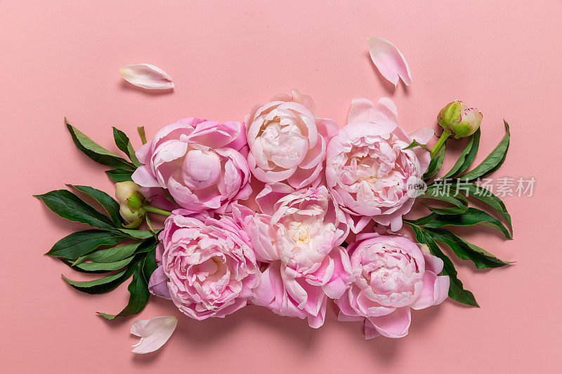 框架花环粉红色牡丹花与复制空间的文字在粉红色的背景。平躺，俯视图。