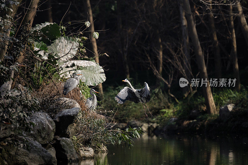 河滨白鹭