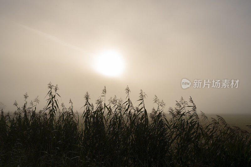 在上ijssel的IJsseldelta景观中雾蒙蒙的早晨日出