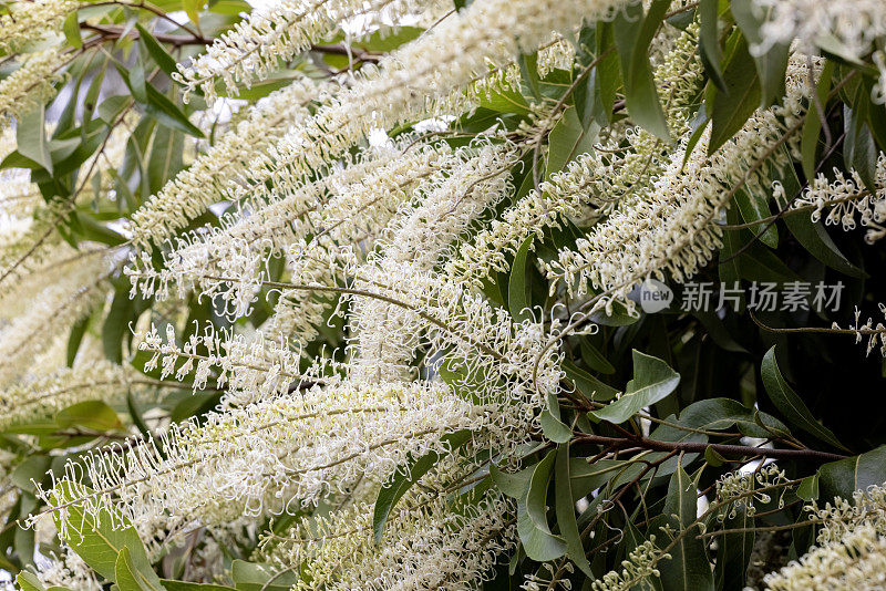 象牙卷曲的树花，美丽的自然背景与复制空间