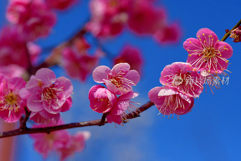 东京，日本公园里盛开的梅花