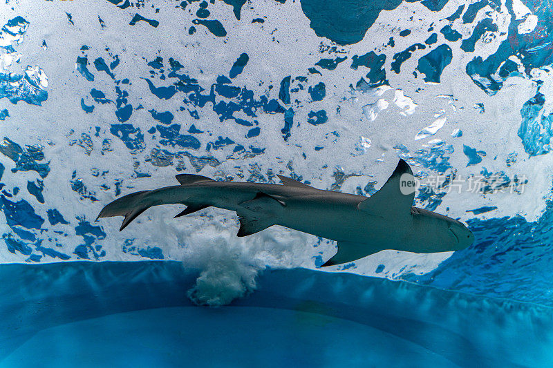 鲨鱼在水族馆里游泳