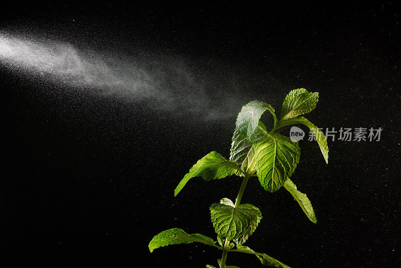 新鲜的薄荷枝与水飞溅工作室拍摄