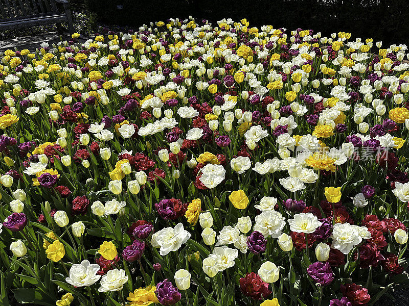 郁金香花园