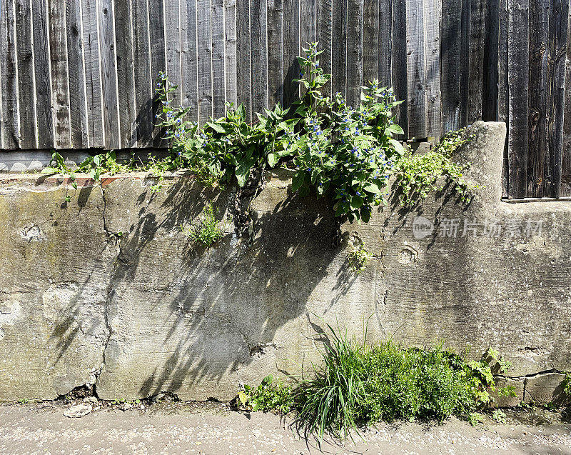 从旧墙和篱笆里长出来的植物