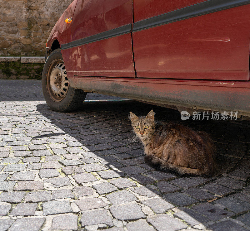猫躲在一辆汽车下，圣格雷戈里奥达萨索拉，意大利拉齐奥