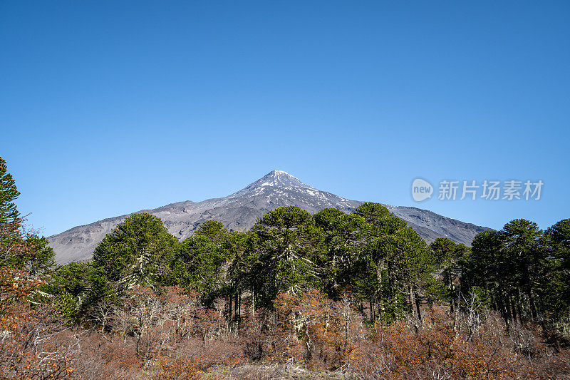 森林后面的火山