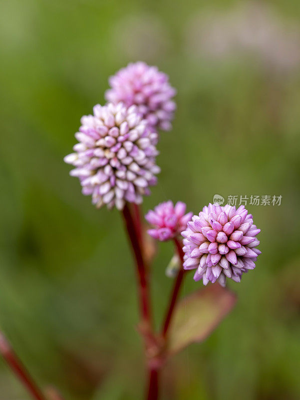 粉红色的虎杖花