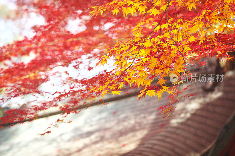 日本京都市，京都市，八坂神社的秋叶