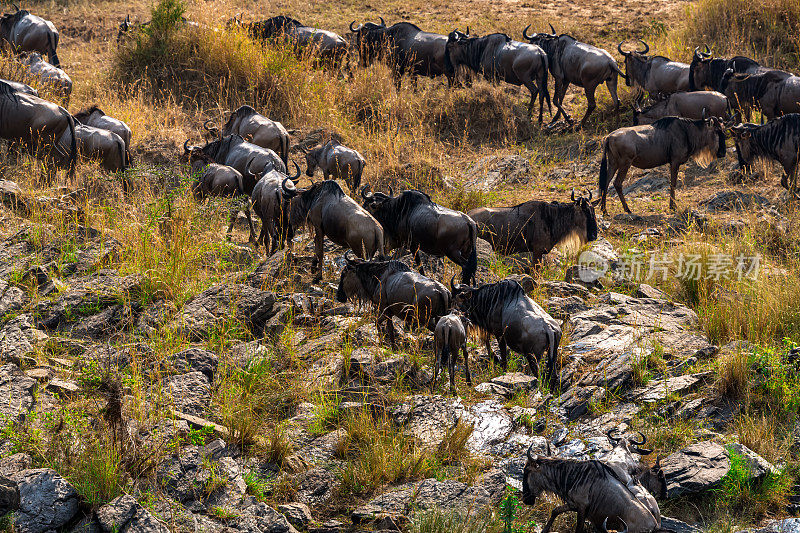 角马在肯尼亚的大迁徙