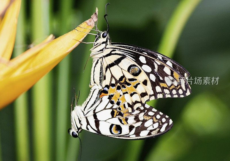 蝴蝶交配——动物行为。