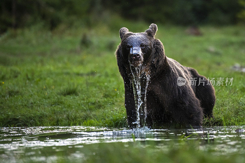 特兰西瓦尼亚喀尔巴阡山脉，野生动物拍摄的欧洲棕熊在一条小溪中饮水