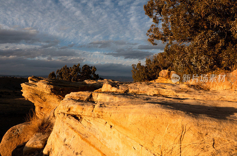 犹他州沙漠日落中的杜松树和砂岩。