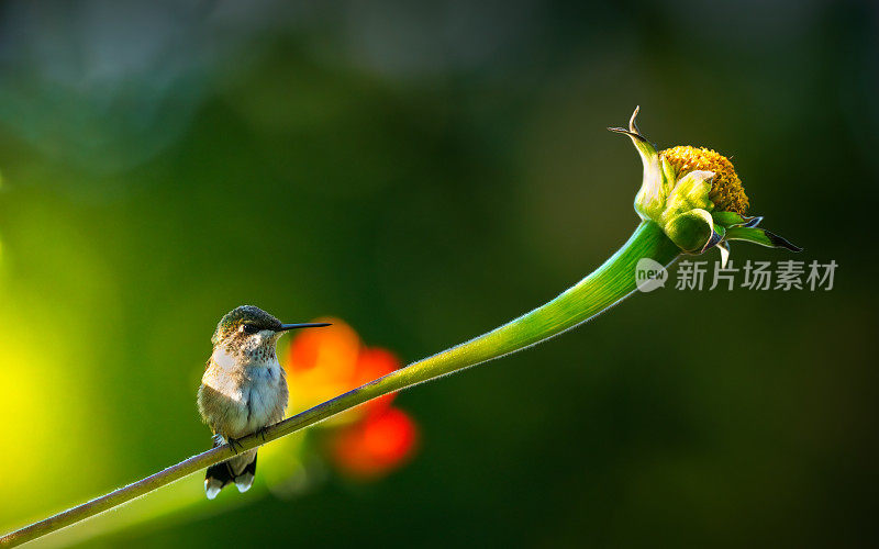 墨西哥向日葵上的蜂鸟