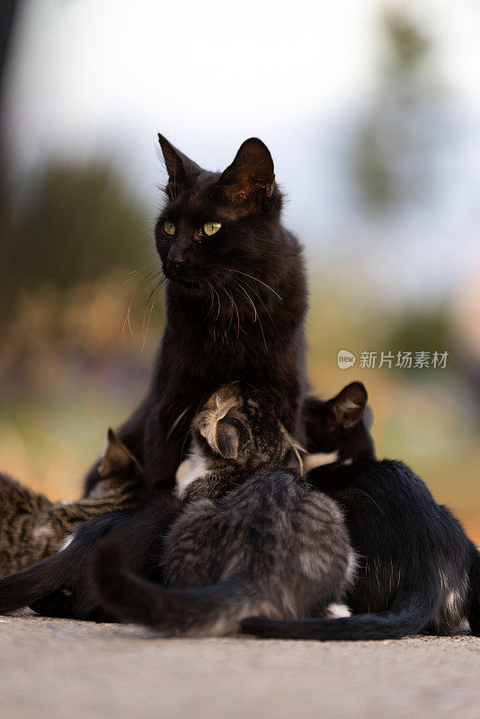 黑猫妈妈正在给小猫喂奶。