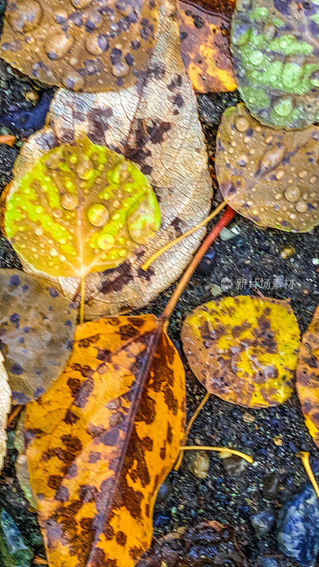 雨滴落在白杨树的叶子上