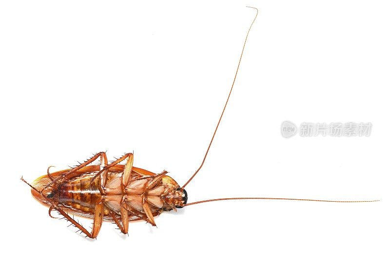 蟑螂——白色背景。