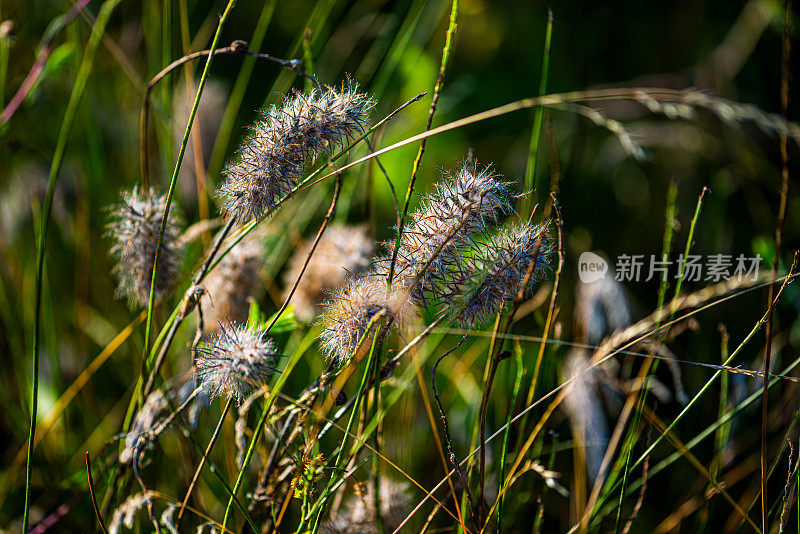 美丽的野草和香草在阳光照耀下的小山。旅行和探索宁静的塞尔维亚山区