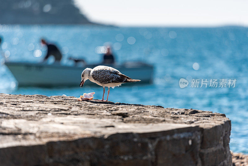 饥饿的海鸥在渔村附近的码头上吃鱼