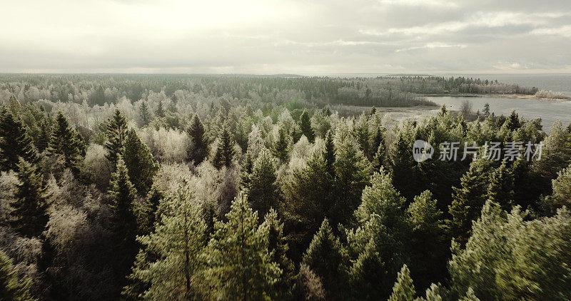 冬天的低语:瑞典的霜吻森林