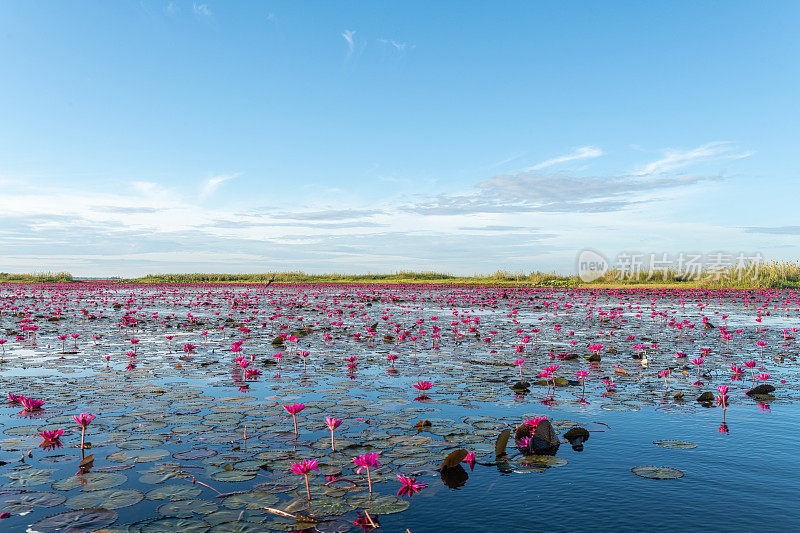 泰国乌隆他尼省清晨的红莲湖美景