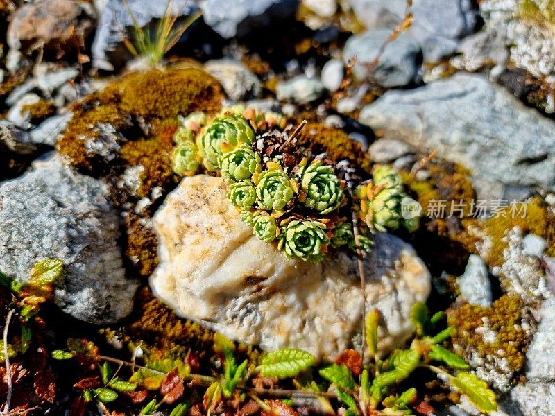 阿尔卑斯山上的小植物