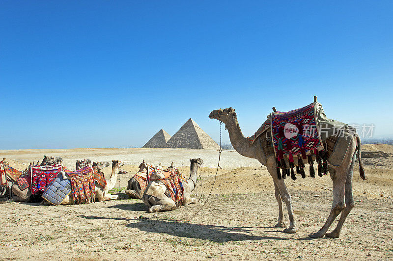 骆驼队在埃及开罗吉萨以金字塔为背景休息。