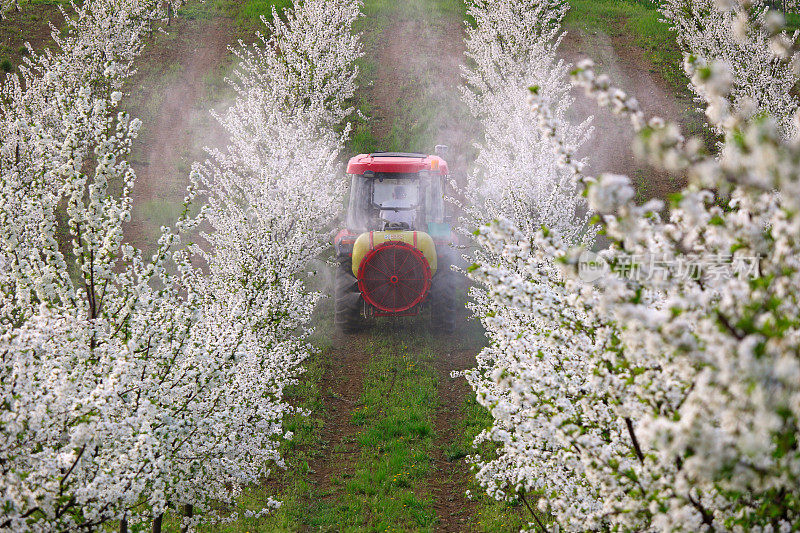 拖拉机与雾化喷雾器喷洒农药在樱花园春天