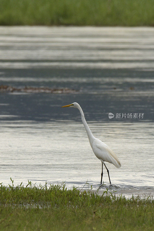 大白鹭