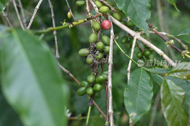 咖啡种植园的害虫