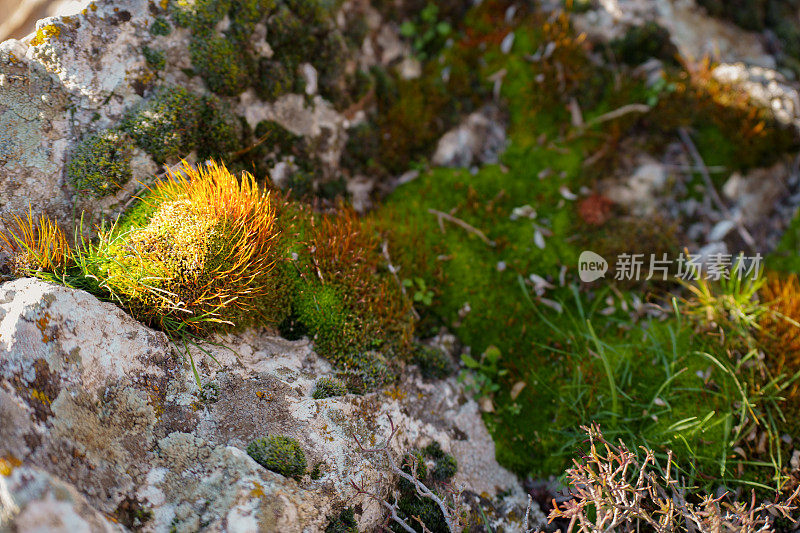 岩石表面苔藓的特写，苔藓植物