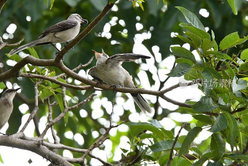 热带反舌鸟及其后代