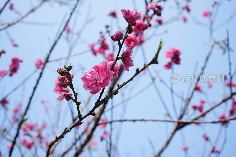 盛开的粉红桃花