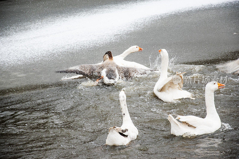 鸭子在水里打架。家禽饲养场的鸭子。