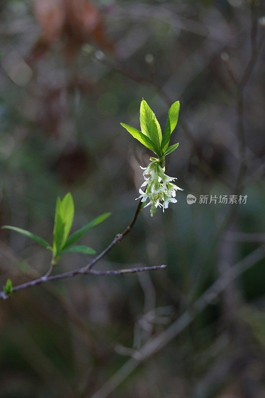 加拿大不列颠哥伦比亚省的印度梅花