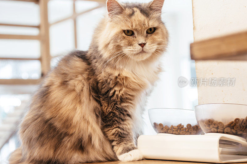 好奇的猫吃食物