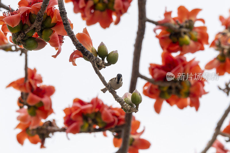 2024年3月10日，香港。红棉树花。棉绵，像其他树的棉绵属，通常被称为棉树。