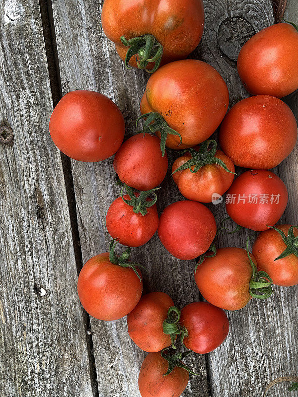 未经加工和施肥的红番茄躺在木头表面上。