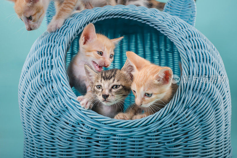 小猫在蓝猫的窝里快乐地玩耍。